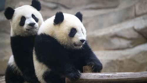 Angajaţii unei grădini zoologice din Franța îşi iau la revedere de la doi urși panda care se întorc în China