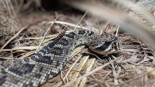 India: Peste 64.000 de decese sunt înregistrate anual din cauza mușcăturilor de șarpe