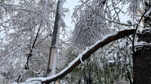 74 de mașini avariate în București în urma viscolului. Au căzut 183 de copaci și 2 stâlpi