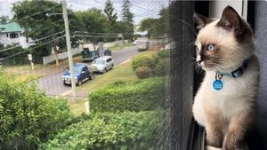 Povestea femeii care a câștigat la loto pentru pisica ei: Și-a ascuns mereu felina de proprietari, dar acum îi va cumpăra o casă