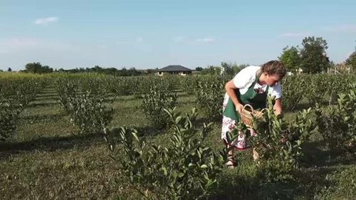 Două plante exotice au început să fie tot mai cultivate în România. Doi juriști s-au apucat de agricultură și au succes