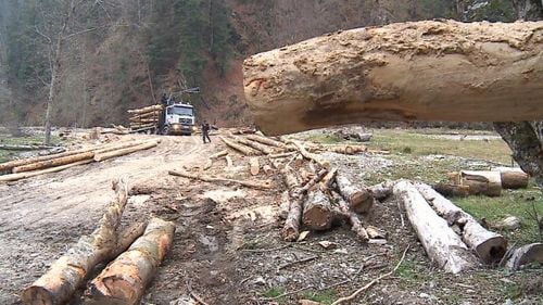 Ministerul Mediului a refuzat să interzică tăierea de lemn pe durata stării de urgență, cerută de societatea civilă, și a invocat consecințele economice ale măsurii