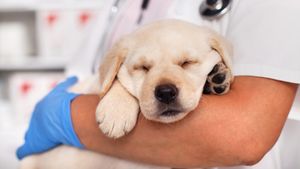 Veterinarul care schimbă regulile: Microbiomul intestinal, secretul unui câine sănătos / Cum să îți ajuți câinele să trăiască mai mult prin nutriția axată pe intestin