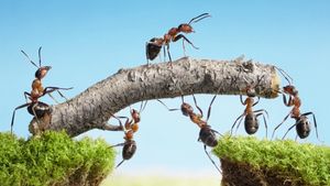 Mâncarea care conține făină de insecte trebuie expusă într-un stand separat, iar alimentele trebuie etichetate - lege promulgată de președintele Iohannis