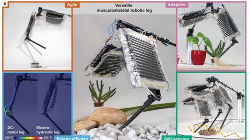Primul picior robotic cu "muşchi artificiali", conceput de cercetători elveţieni