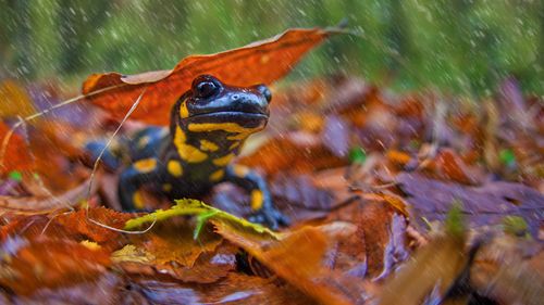 Comportamentul amfibienilor, tulburat de schimbările climatice: O salamandră a ieșit din hibernare în Parcul Naţional Retezat