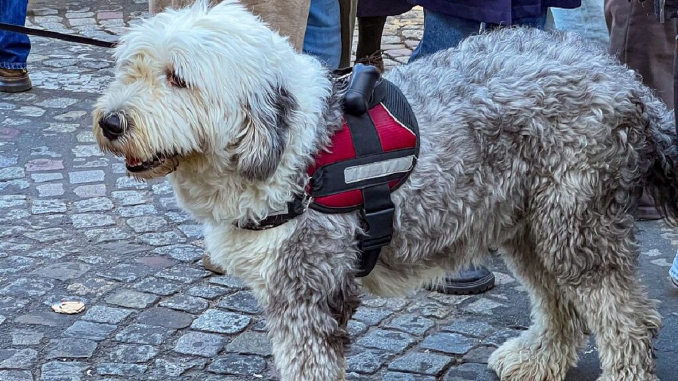 Câini electrocutați pe străzile din Paris. Stăpânii se tem pentru siguranța animalelor lor / Un câine a murit, alți 10 au fost răniți