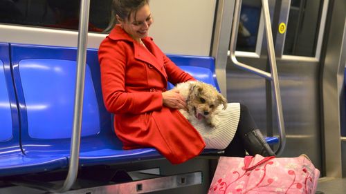 România, destinație pet-friendly! Parteneriat pentru un turism prietenos cu animalele: Educație, responsabilitate și vacanțe cu prietenii necuvântători