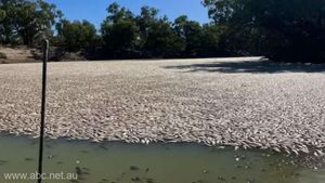VIDEO Milioane de peşti morţi plutesc pe un fluviu din sud-estul Australiei / Apele inundațiilor se retrag și au un nivel scăzut de oxigen