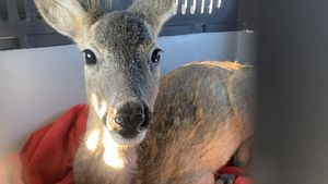 Mii de animale sălbatice trăiesc în București și în împrejurimi. Unde ajung multe dintre acestea? / Ce faci dacă găsești un animal sălbatic care are nevoie de ajutor