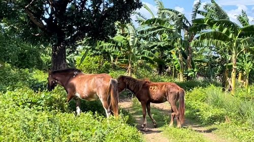 Cuiburile corupției din închisorile filipineze: Droguri, arme, cai, jucării sexuale și lux pentru inculpații bogați, infernul pentru cei săraci (reportaj The Guardian)