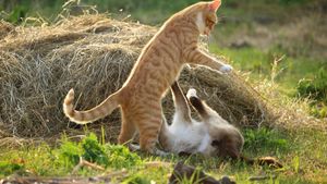De ce se bat pisicile: Cauze diferite la femele și masculi. Cum previi conflictele dintre feline
