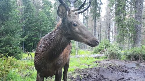 VIDEO Cerb surprins în Apuseni, în perioada boncănitului / Tânăr și ”nervos”, animalul se înfundă în noroi și probează duritatea coarnelor
