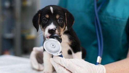 O insulă cu doar 64.000 de locuitori va avea primul spital veterinar deschis nonstop: tratamente de urgență pentru câini, pisici și cai