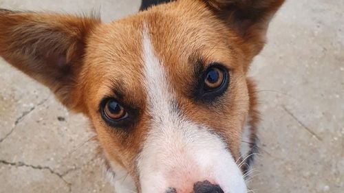 Viață de câine, aventuri cu Marta / Ep. 1: În loc de prefață