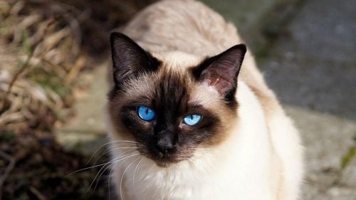 Există 12 tipuri de pisici siameze, cum le deosebești? Caracteristicile care le fac inconfundabile