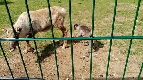 Primul pui de ren din România născut în captivitate, lângă Întorsura Buzăului