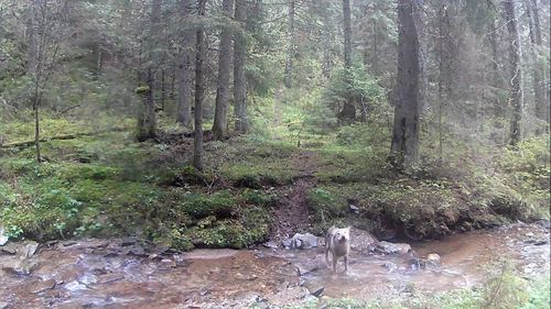 VIDEO Pauza de respirație: Baie într-un râu de munte, pe caniculă - Un lup a fost surpins când se răcorea în Parcul Natural Apuseni
