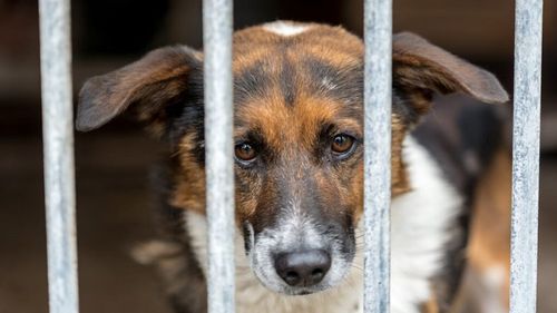Știința contrazice stereotipul câinelui mereu vesel. De fapt, majoritatea câinilor suferă de anxietate / Soluția găsită de o companie de hrană pentru animale