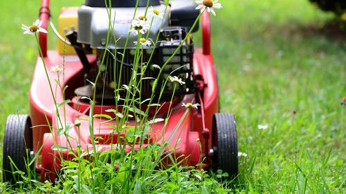 Primăria Timișoara renunță la iarba ”biodiversitate” / Fritz: ”Ce era gândit ca un proiect pilot limitat pentru unele zone în care să lăsăm natura pentru mai multă biodiversitate, s-a transformat într-o delăsare completă”
