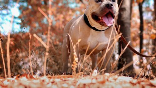 Îngrijire holistică pentru animale: Cum îți poți ajuta câinele sau pisica să trăiască mai mult