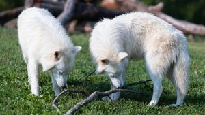 VIDEO | Trei lupi răi, dispăruți acum 10.000 de ani, au fost readuși la viață prin inginerie genetică: Romulus, Remus și Khaleesi