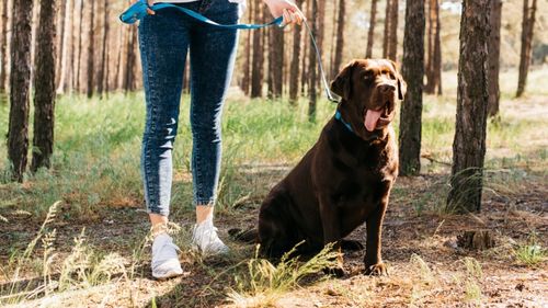 Studiu: Stăpânii care nu strâng după câini își pun în pericol animalele și comunitatea