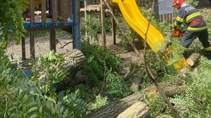 Un copac a căzut într-un parc din Suceava și a rănit ușor un copil de 10 ani
