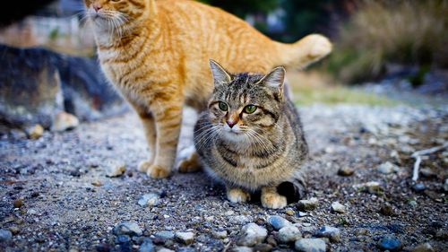 Pisicile au inspirat cultura japoneză cu secole înainte de febra de pe social media