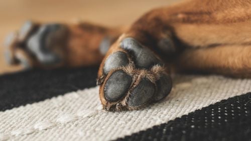 Bărbat reținut după ce ar fi ucis un câine și ar fi rănit alți doi