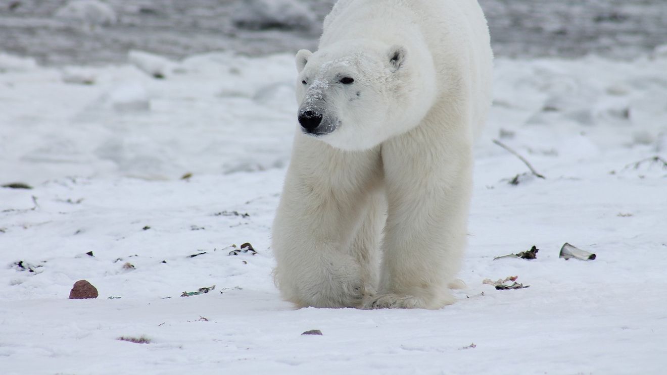 WWF contribuie la facilitarea comerțului cu blană de urs polar, arată o anchetă