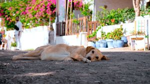 Fă testul celor 7 secunde înainte de a ieși la plimbare cu cățelul tău, în perioadele foarte călduroase