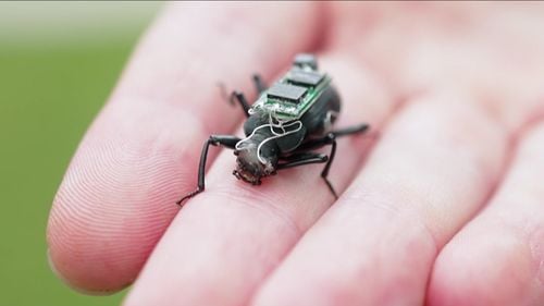 Gândaci cyborg gigantici ar putea contribui în viitor la misiuni de salvare și căutare în caz de dezastre