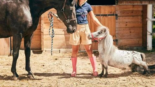 Bombel este cel mai mic căluț din lume. În 2024 a intrat în Cartea Recordurilor