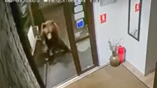 VIDEO Un urs e filmat cum intră într-o pensiune din Predeal. Animalul deschide ușa de două ori și pare obișnuit cu locația