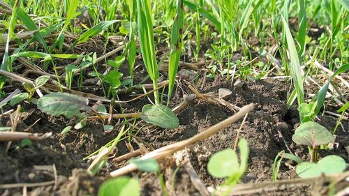 Le Monde: Inversarea ideologică a societății germane în fața Green Deal / Extrema dreaptă și dreapta profită de îngrijorările tot mai mari ridicate de măsurile de combatere a încălzirii globale, susținute de Verzi