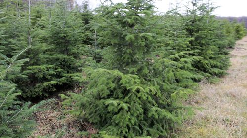 Brazii din piețele din Arad au preţurile din 2021, dar sunt mai scumpi decât în magazine / Un brad din Danemarca cu o înălţime de 1,2 metri costă între 100 și 120 de lei