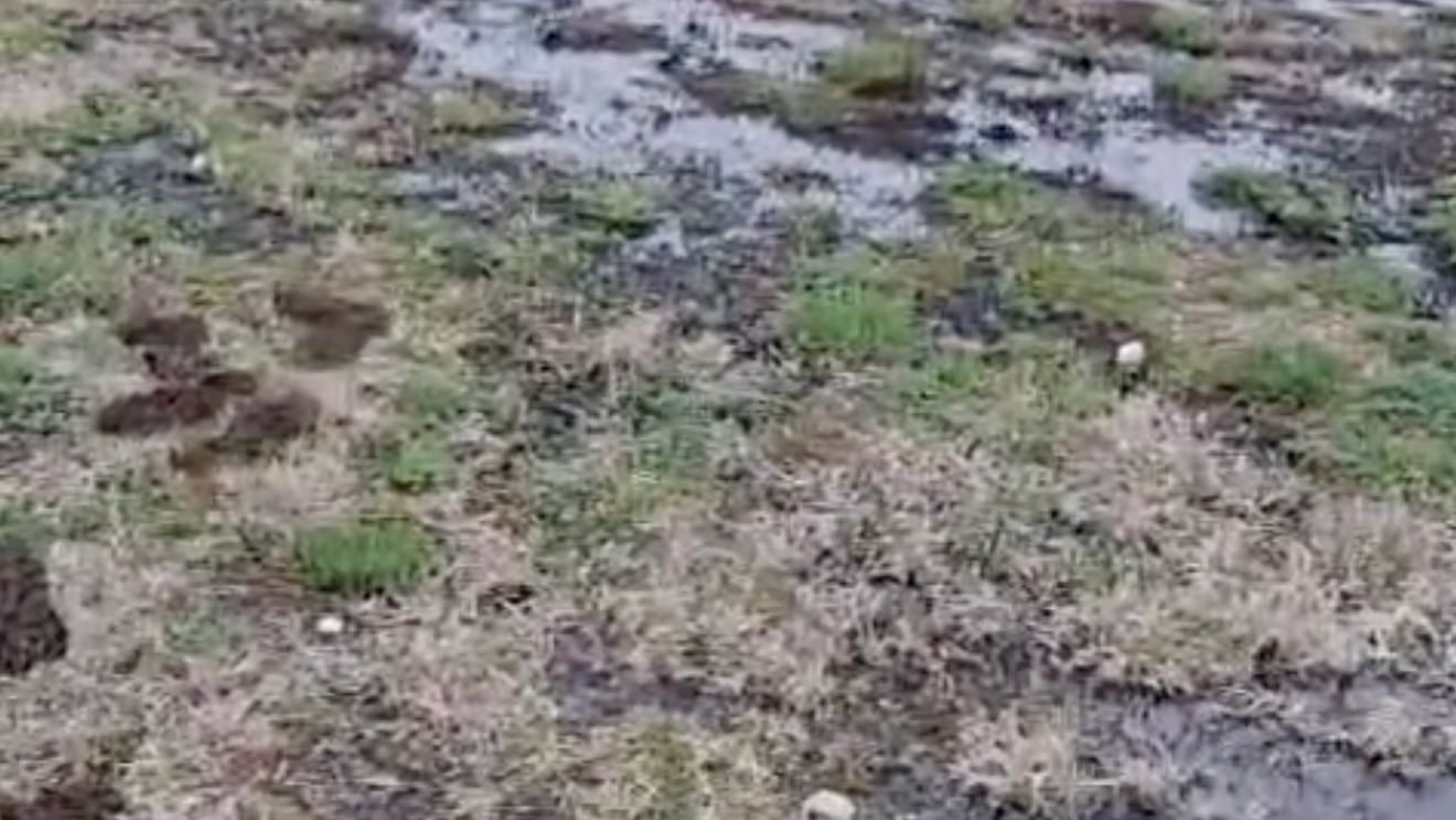 Poluare cu petrol în Parcul Municipal Ploieşti Vest / Primarul vrea să mute conductele Conpet