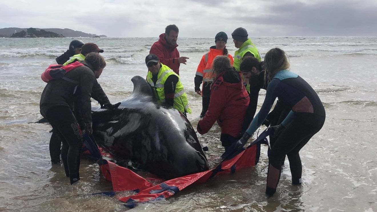 Aproape 400 de balene au murit după ce au eșuat pe un banc de nisip de pe coasta de vest a Tasmaniei
