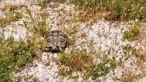 O broască țestoasă dobrogeană a fost eliberată după ce a fost ținută ilegal de un sătean din Constanța: ”A spus că i s-a făcut milă de ea și a luat-o acasă. Apoi a încerca să o vândă pe o rețea de socializare”