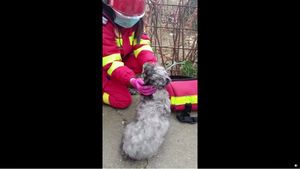 VIDEO Câine salvat de pompieri în urma unui incendiu izbucnit într-un apartament din Constanța / Patrupedului i s-a făcut masaj cardiac şi i s-a administrat oxigen pentru a-şi reveni