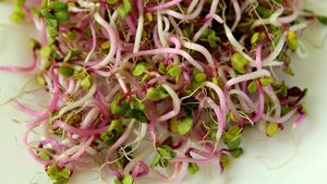 Ce a decis Parlamentul European în legătură cu noile tehnici genomice care modifică materialul genetic al plantelor / Comisia Europeană vrea să obțină plante prin NTG care rezistă la climă și dăunători