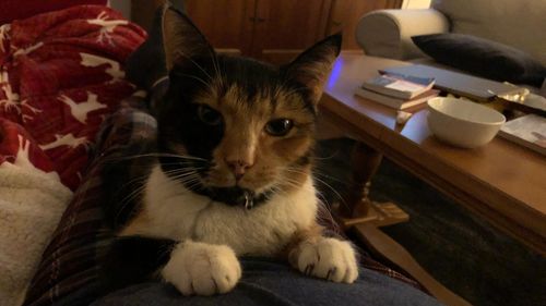 Cea mai curajoasă pisică din lume / Cât de greu este să faci pe Dumnezeu