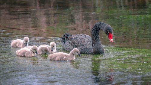 Vor fi aduse din nou lebede pe lacul Cetății Făgăraș / ”Inventarele Cetății din secolul XVII pomenesc despre existența a șase lebede. Îngrijirea acestora a căzut în seama principeselor Transilvaniei”