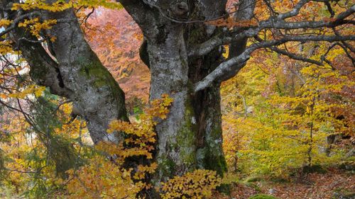 Pădurile tropicale din Australia au încetat să fie „puţuri de carbon”, potrivit unui studiu / Rolul lor este vital pentru planetă, deoarece absorb cantităţi uriaşe de gaze cu efect de seră