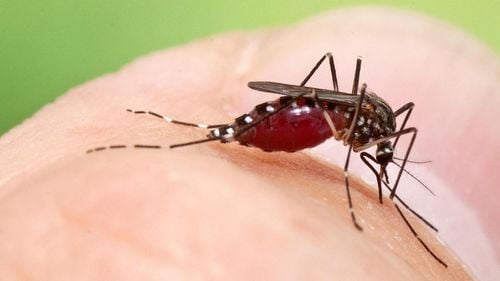 Țânțari superrezistenți la insecticide, identificați în Asia