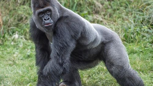 Un sanctuar nigerian critică decizia Turciei de a păstra un pui de gorilă salvat din trafic