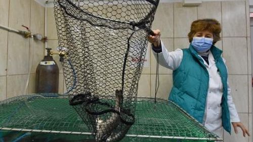 Peste 17 tone de pește vor fi distruse în Sibiu / Focar de septicemie hemoragică virală la o păstrăvărie din Cârțișoara