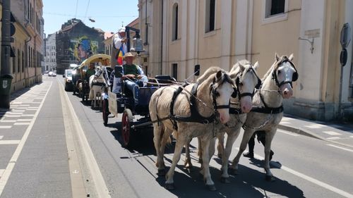 VIDEO FOTO Cu căruțele de la Berlin la Ierusalim. Pelerinajul ecvestru a ajuns la Timișoara / Germanii străbat cu caii 4.800 de kilometri
