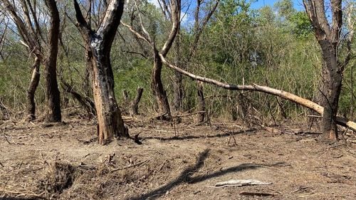 Ciucă, despre incidentul de securitate de la granița cu Ucraina: Oamenii sunt în siguranță / Despre o eventulă demisie a ministrului apărării: Nu comentez. Fiecare dintre noi trebuie să analizeze și să ia propria decizie